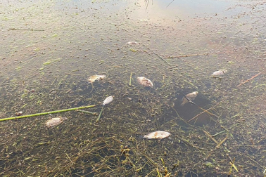 Nguyên nhân cá chết bất thường ở đầm nước lợ nổi tiếng Bình Định