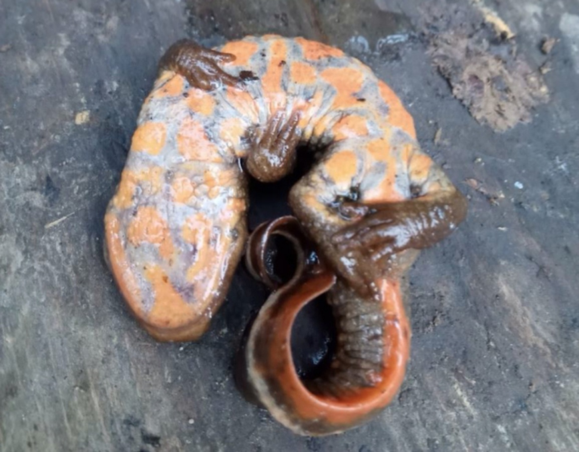 Phát hiện loài cá cóc lạ ở Lào Cai - 2