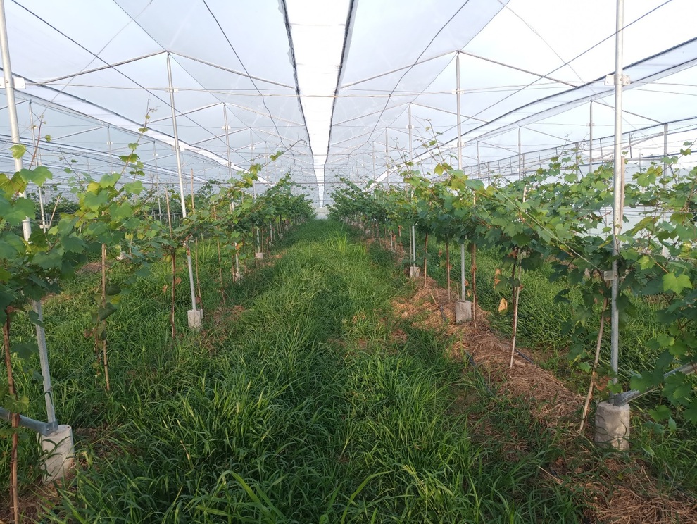 Nhóm 9X về quê khởi nghiệp: Làm việc từ tinh mơ, chọn rủi ro cao để dẫn đầu - 4 Nhóm 9X về quê khởi nghiệp: Làm việc từ tinh mơ, chọn rủi ro cao để dẫn đầu - 4
