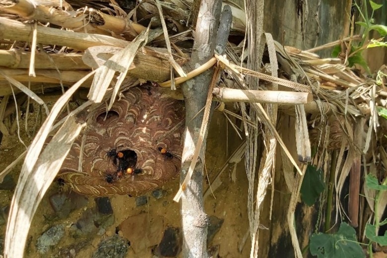 Chơi với ong vò vẽ, thu hàng chục triệu đồng - 6 Chơi với ong vò vẽ, thu hàng chục triệu đồng - 6