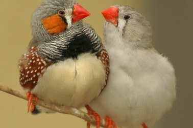 Điểm chung giữa con người và chim là gì?