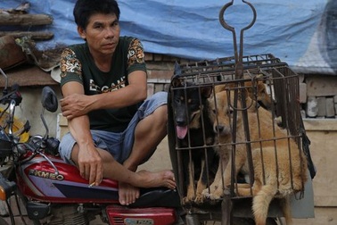 Trung Quốc tổ chức lễ hội thịt chó bất chấp biểu tình