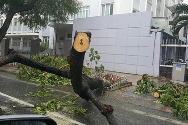 Vì sao bão nhỏ mà cây xanh Đà Nẵng vẫn đổ la liệt?