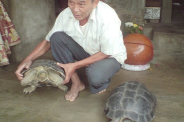 Hai “cụ” rùa được chuyển ra chùa Bái Đính chăm sóc