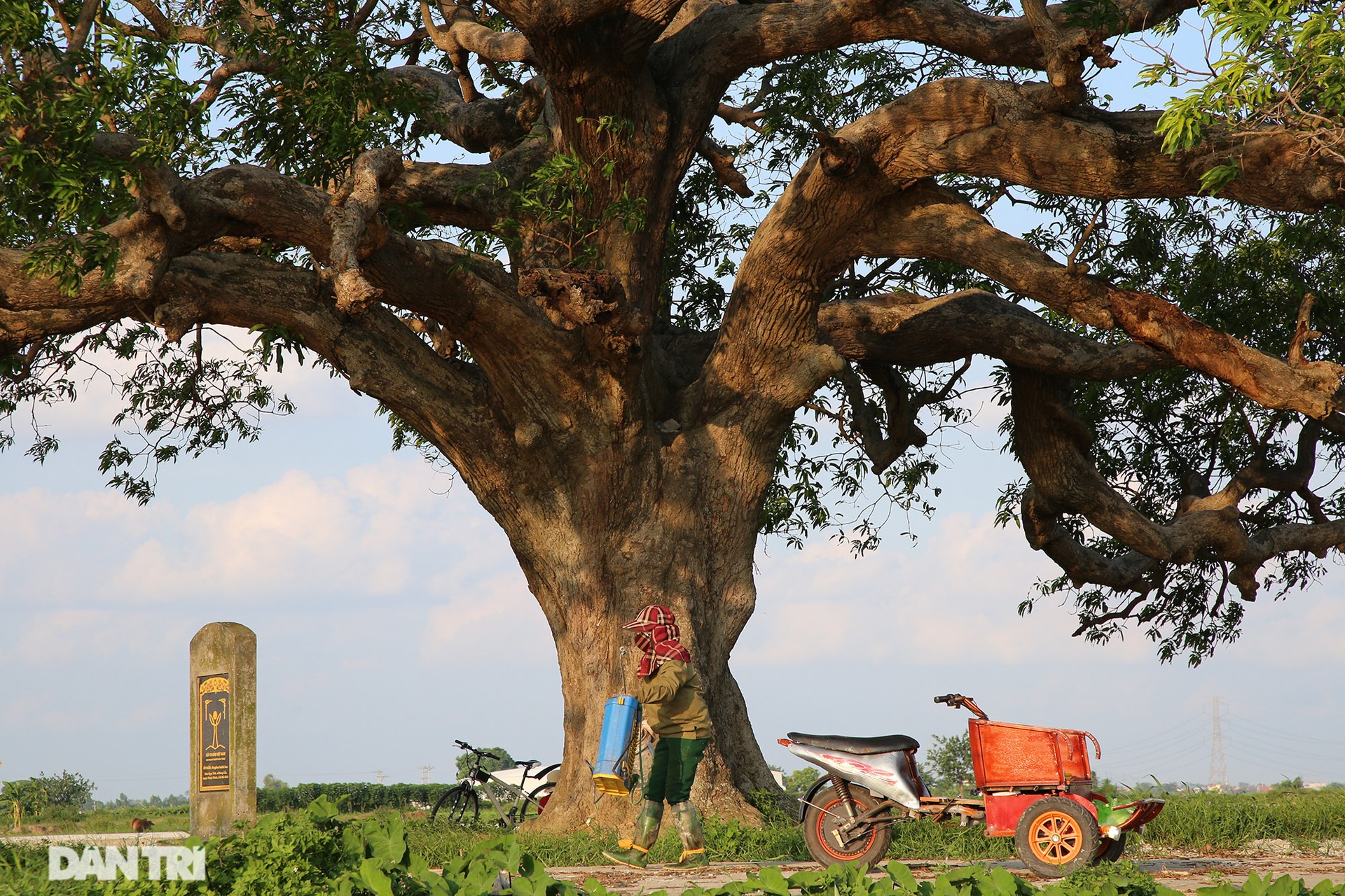 Cây muỗm 600 năm tuổi có nguy cơ chết khô vì bị quây bê tông quanh gốc - 13