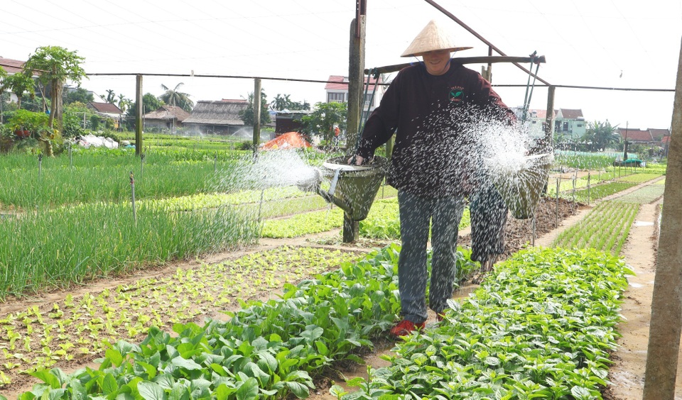 Làng rau hơn 500 tuổi hối hả vào vụ Tết Làng rau hơn 500 tuổi hối hả vào vụ Tết