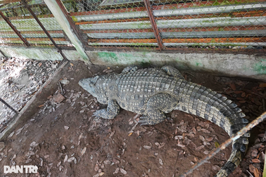 Cá sấu nước ngọt dài 3,5m, nặng trên 200kg trong rừng tràm Hậu Giang