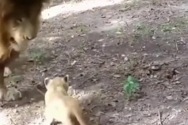 Khoảnh khắc "chúa tể thảo nguyên" chơi đùa cùng con nhỏ