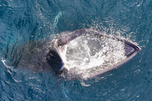 Cá voi xuất hiện ở Gia Lai, sự trở lại theo mùa hay đã định cư từ trước?