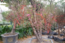 Đào Tết giá vài chục triệu đồng/cây "đi đường bộ" vào TPHCM