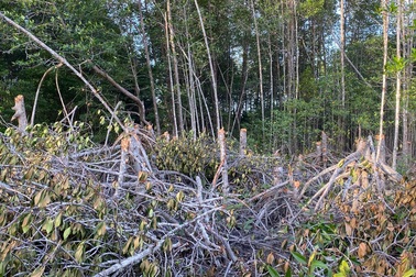 Chủ tịch Cà Mau chỉ đạo kiểm tra thông tin rừng phòng hộ bị chặt phá