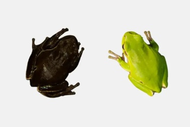 Ếch đột biến ở vùng đất ngập chìm trong phóng xạ Chernobyl