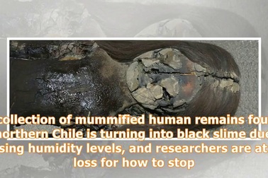 Những xác ướp cổ nhất thế giới đang dần bị phân hủy