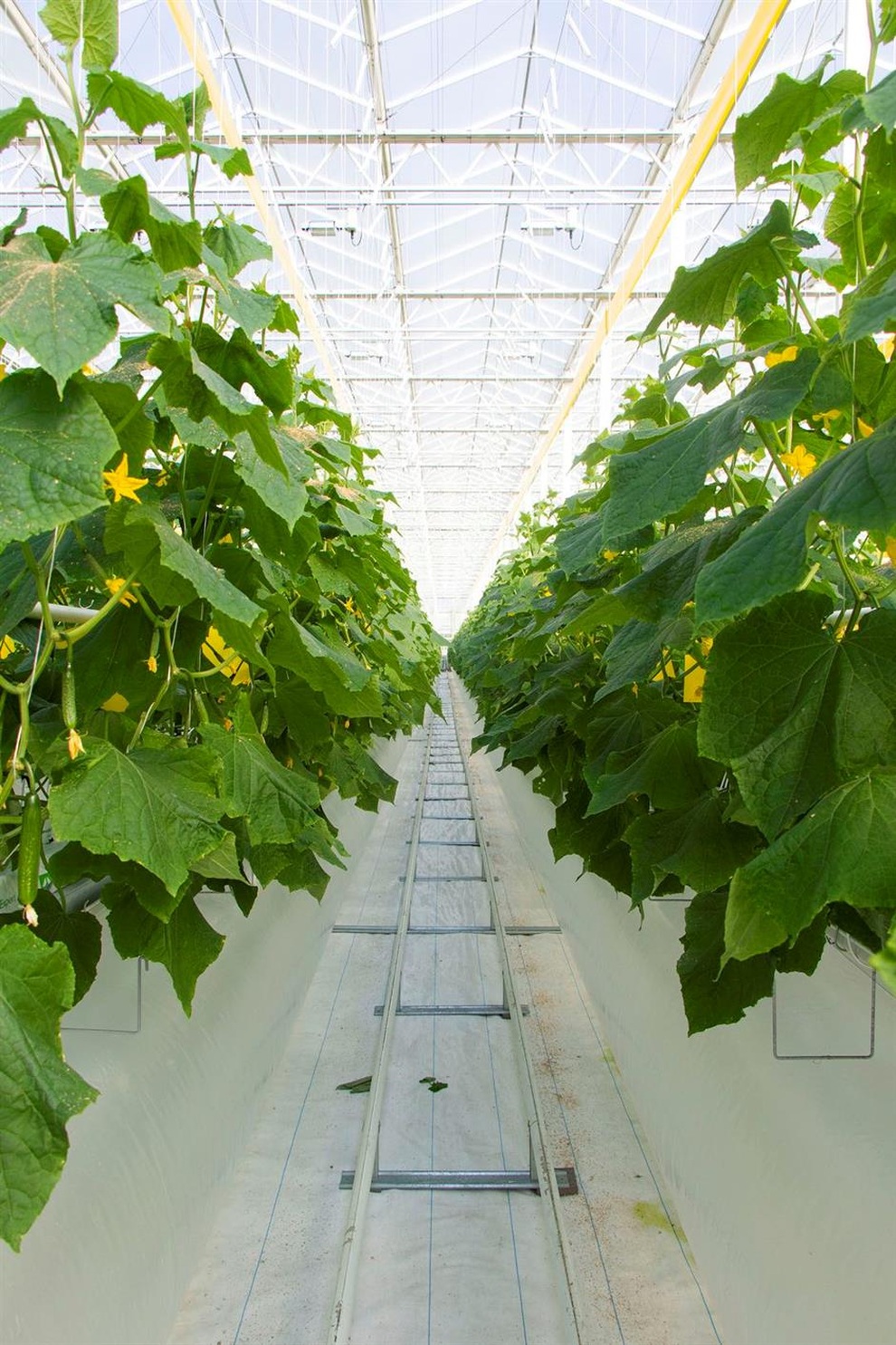 Nhà kính thu 30-40 tấn rau/ngày, khử trùng nước mưa bằng tia cực tím - 4