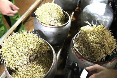 Cảnh sát phát hiện cơ sở dùng chất cấm để sản xuất gần nửa tấn giá đỗ