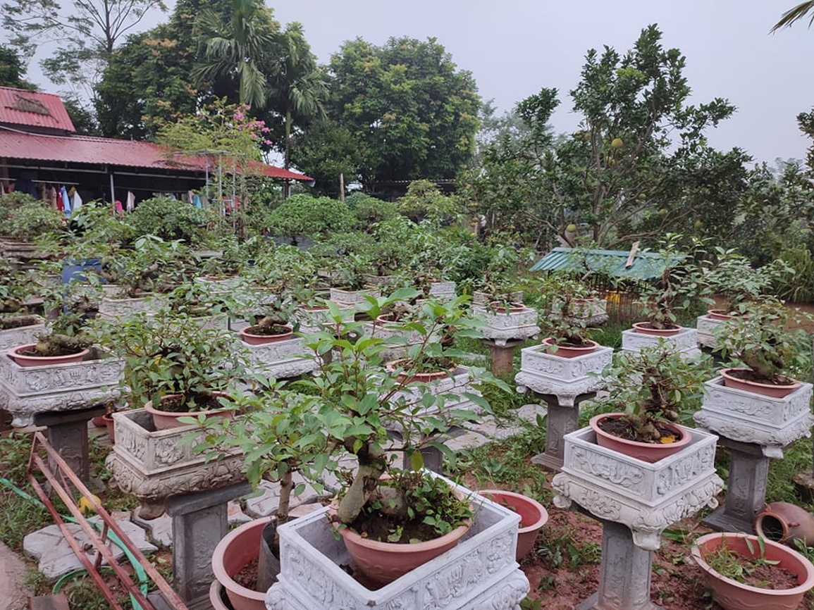 Trồng sung bonsai thế độc lạ, anh công nhân làm không đủ bán - 3