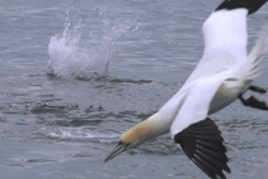 Loài chim hậu đậu khi ở trên cạn lại là bậc thầy săn mồi dưới nước