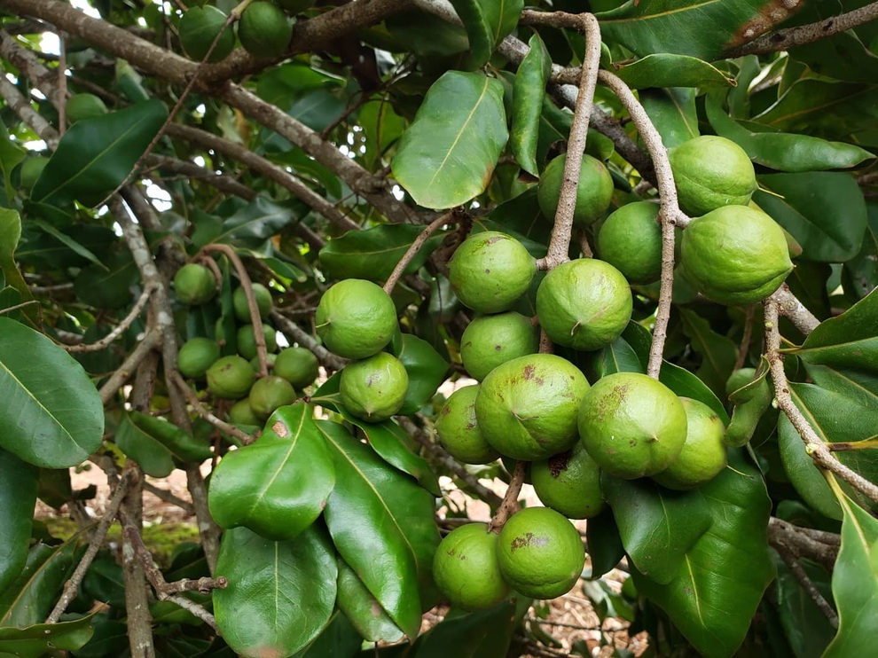 Gia đình tại Gia Lai làm trang trại thẳng cánh cò bay, trồng đủ cây trái - 4 Gia đình tại Gia Lai làm trang trại thẳng cánh cò bay, trồng đủ cây trái - 4