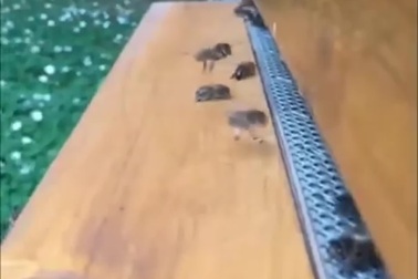 Gió lớn khiến những chú ong mật liên tục gặp tai nạn khi bay về tổ