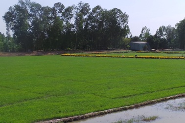 Chuyện lạ: Nông dân thi nhau bón xi măng cho... lúa!