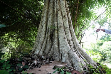 Khu rừng hơn 600ha làm hồ Ka Pét có những loài cây quý nào?