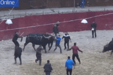 Người đàn ông may mắn sống sót khi bị kẹt giữa… hai con trâu chọi