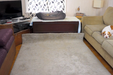 Kỷ niệm sinh nhật độc đáo cho thú cưng