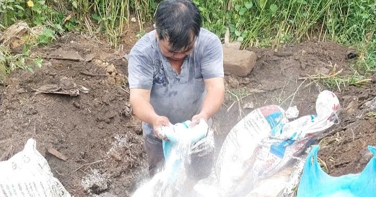 Tiêu hủy nhiều con lợn tại một lò mổ có dấu chấm đỏ ở chân và đầu