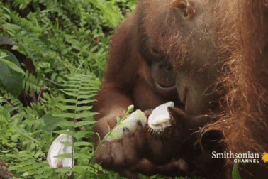 Xem phản ứng của đười ươi khi lần đầu thử ăn sầu riêng