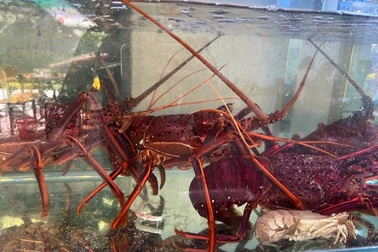 Xôn xao vụ 4 con sò điệp giá 1,4 triệu đồng tại quán ăn ở Vũng Tàu