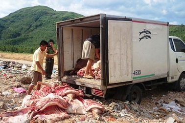 Tiêu hủy gần 1,9 tấn thịt heo thối đang trên đường đi tiêu thụ