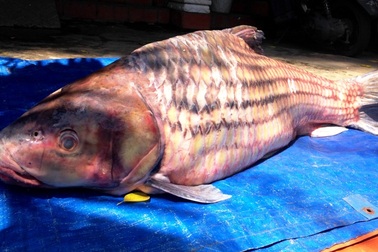 Bắt được cá trà sóc nặng 60kg hiếm gặp