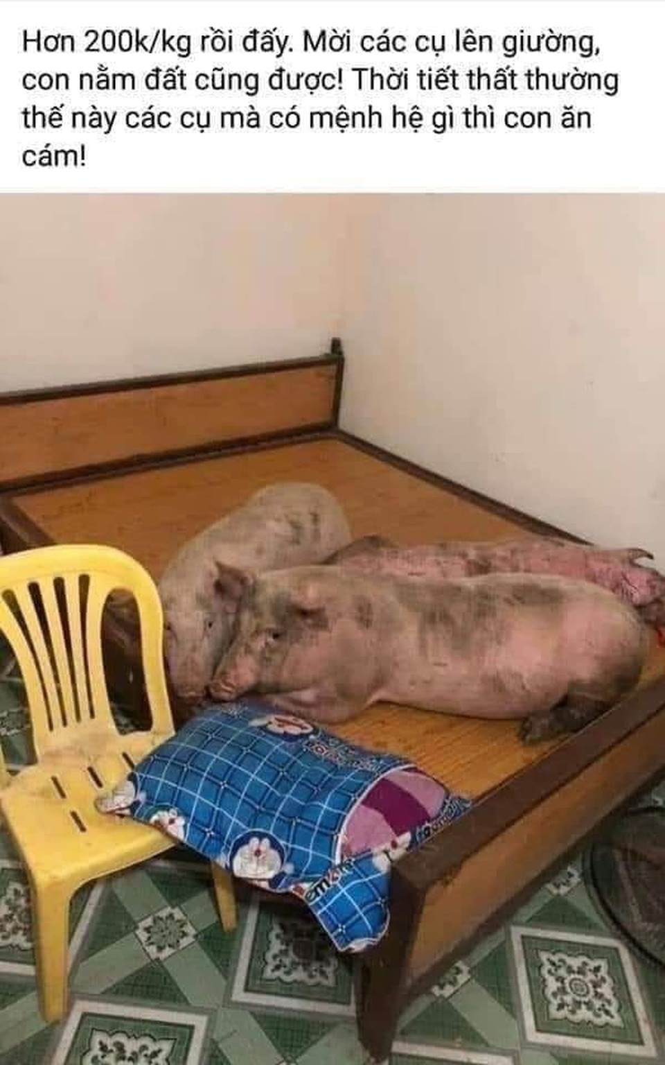 Cười ra nước mắt với loạt ảnh chế hài hước thời thịt lợn bão giá - 6 Cười ra nước mắt với loạt ảnh chế hài hước thời thịt lợn bão giá - 6