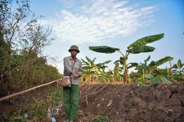 Câu con "lộc trời cho": nông dân Hải Dương kiếm nửa triệu đồng mỗi ngày