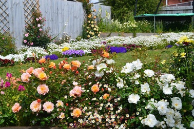 Mãn nhãn vườn hồng rộng hàng trăm mét đẹp như cổ tích của mẹ Việt ở Úc