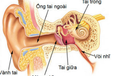 Phương pháp chỉnh sửa gen mới có thể ngăn chặn khiếm thính