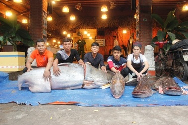 Bốn con cá “khủng” từ Campuchia về Sài Gòn