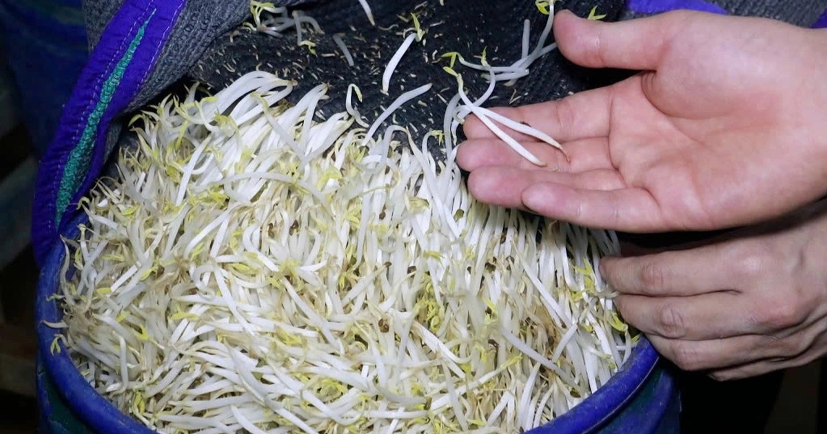 3.500 tấn giá đỗ ngâm hóa chất độc hại đã được bán đi đâu?