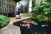 Chiêm ngưỡng hồ cá Koi "đẹp hiếm có" của dân chơi Hà Nội
