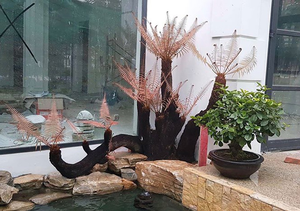 Loài cây từ thời cổ đại, mọc dại bờ tường, nay làm cảnh bán cả chục triệu - 7 Loài cây từ thời cổ đại, mọc dại bờ tường, nay làm cảnh bán cả chục triệu - 7