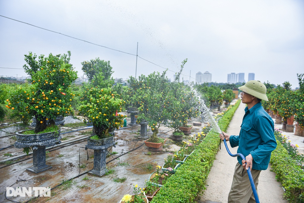 Loại quất có rễ chồi khỏi đất, hình dáng lạ hút khách săn lùng - 11 Loại quất có rễ chồi khỏi đất, hình dáng lạ hút khách săn lùng - 11