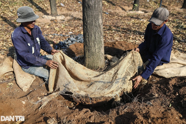 TPHCM sẽ chặt hạ, di chuyển hơn 200 cây xanh để thi công nút giao An Phú