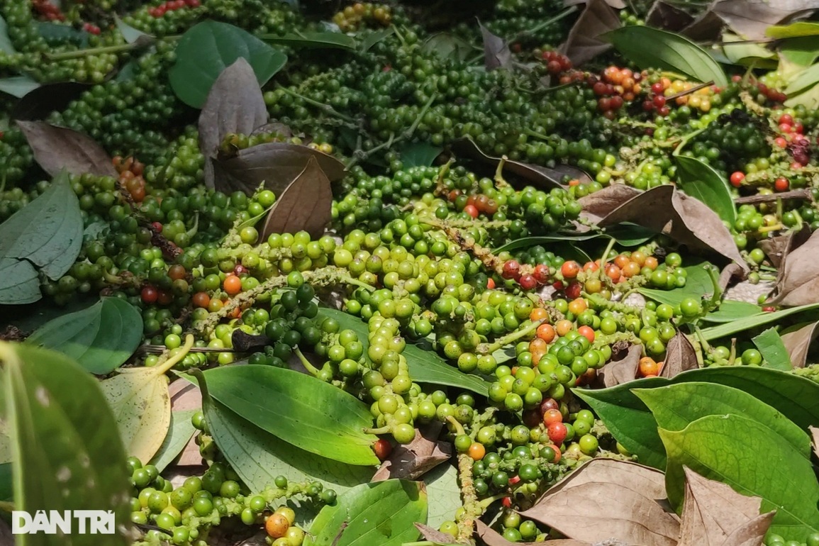 Giám đốc CLB Hoàng Anh Gia Lai nghỉ hưu sớm, về làm vườn, kiếm tiền tỷ - 3 Giám đốc CLB Hoàng Anh Gia Lai nghỉ hưu sớm, về làm vườn, kiếm tiền tỷ - 3