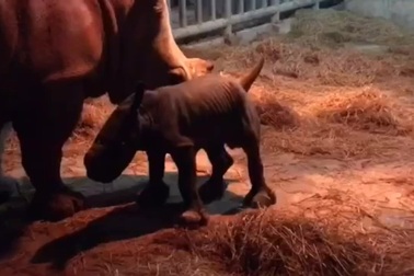 Giây phút đầu đời của Ura