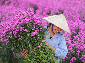 Mời bạn đọc tham gia cuộc thi ảnh "Nét đẹp lao động Tết"