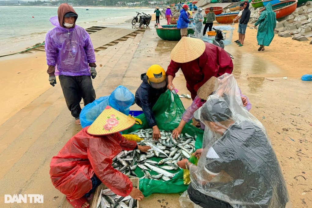 Cá vào bờ dày đặc, ngư dân bất chấp nguy hiểm lao ra biển trước bão - 3