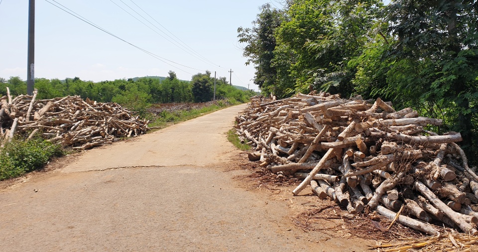 Phú Yên: “Vàng đen” lao dốc, người trồng lao đao - 5