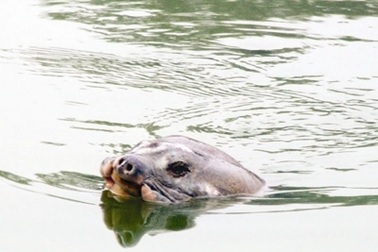 Thận trọng khi đưa “cụ” rùa lên bờ