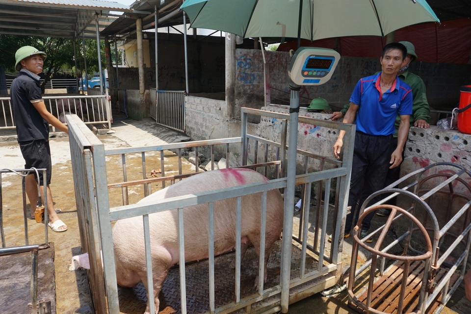 Nghi vấn thao túng giá thịt heo, Thủ tướng chỉ đạo 3 bộ xem xét, xử lý - 1 Nghi vấn thao túng giá thịt heo, Thủ tướng chỉ đạo 3 bộ xem xét, xử lý - 1