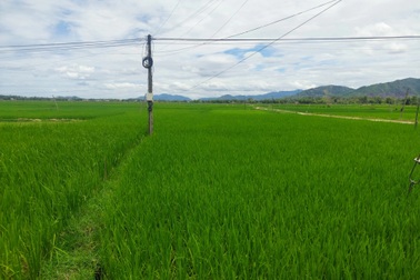 Hai người tử vong trên ruộng lúa